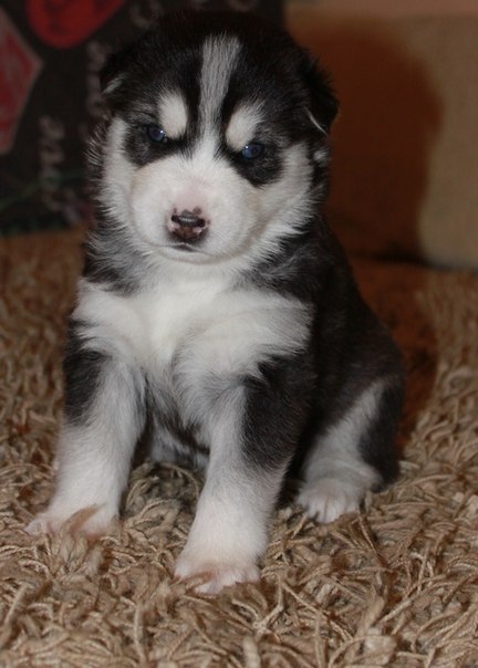 Mariya Volkova | Санкт-Петербург