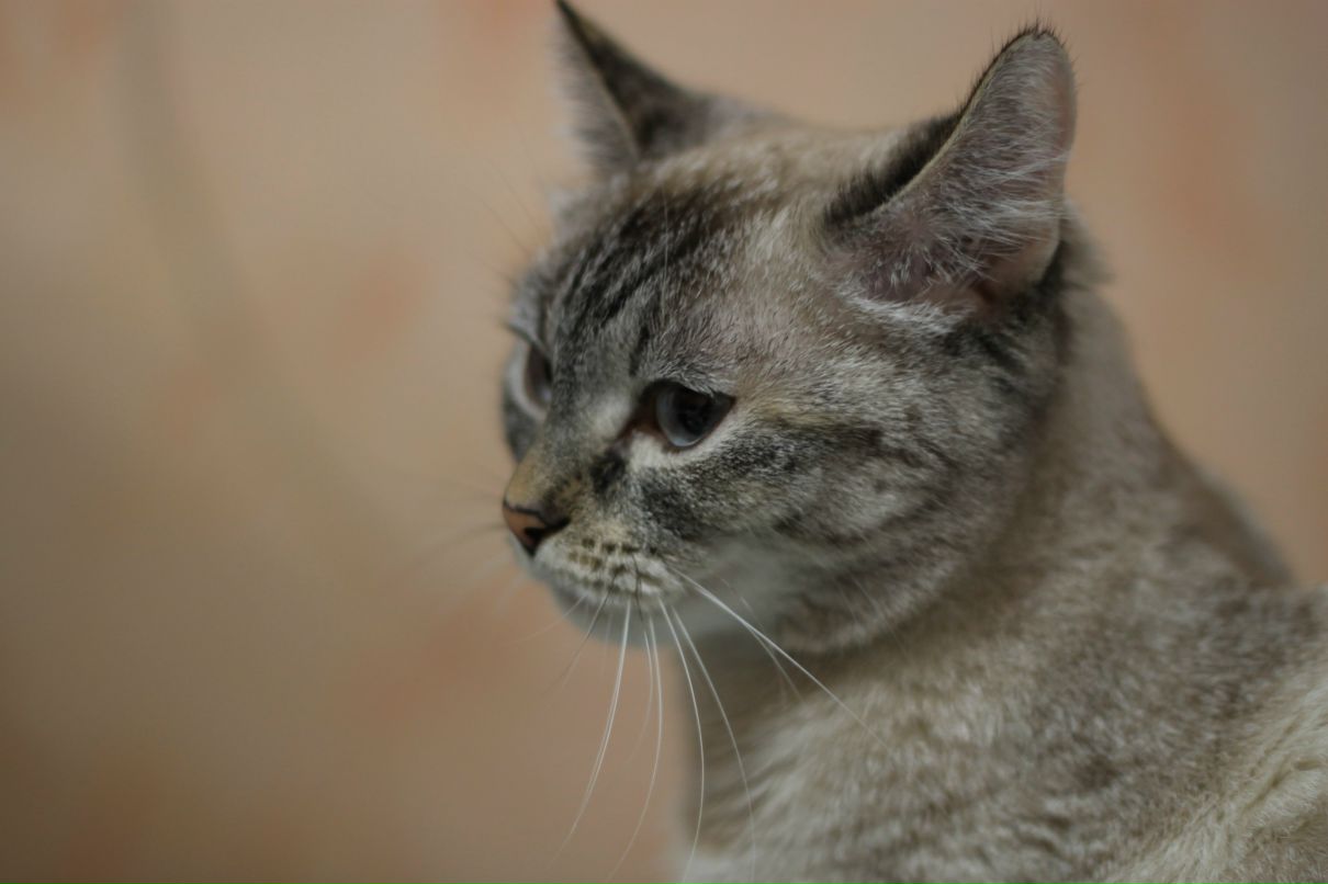 Ирина Азакова | Новосибирск