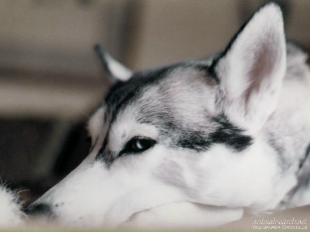 №5, Тимур Бекмурзов, Москва №5, Тимур Бекмурзов, Москва