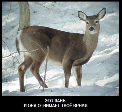 Константин Шевченко | 