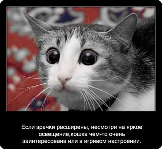 Ольга Банкова | Пенза