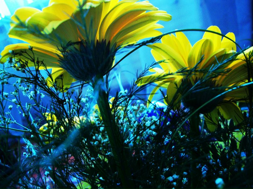 Гульнара Хабибова | 