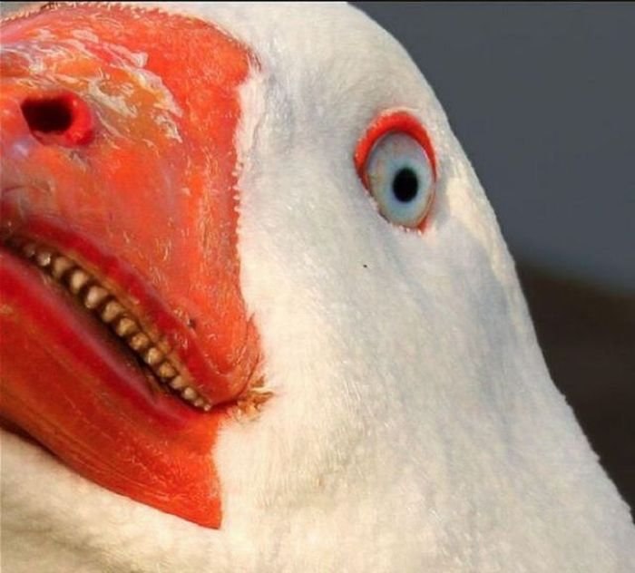 Фог Кирьябуду | Санкт-Петербург