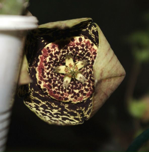 №55, Маша Кузенманн, 121 год, Киев №55, Маша Кузенманн, 121 год, Киев