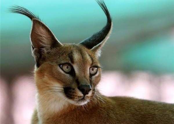 Елена Карапаева | 