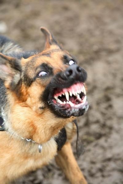 Ігор Кобильник | Тернополь