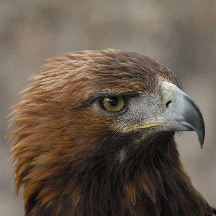 №5, Халим Оздоев №5, Халим Оздоев