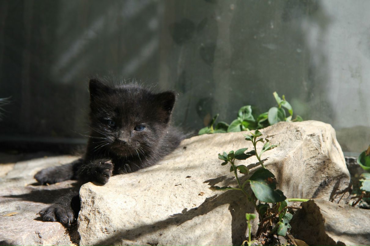 Андрей Краснов | Москва