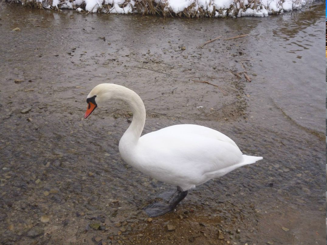 Галина Волкова | Кунья