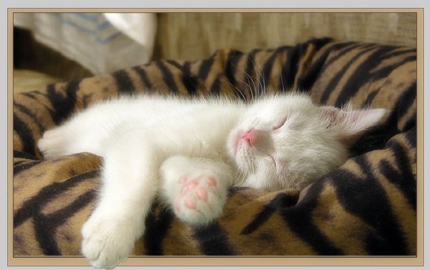 Юлия Дилигенская | Череповец