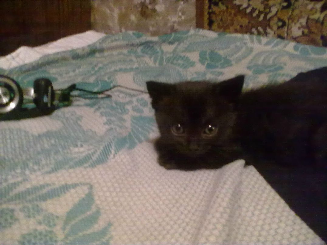 Николай Шевченко | Мариуполь