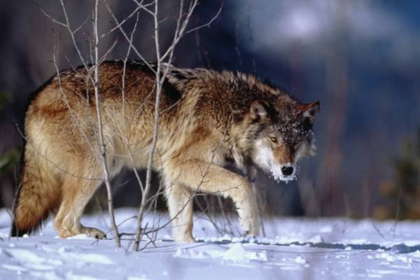 Константин Волков | Рыбинск