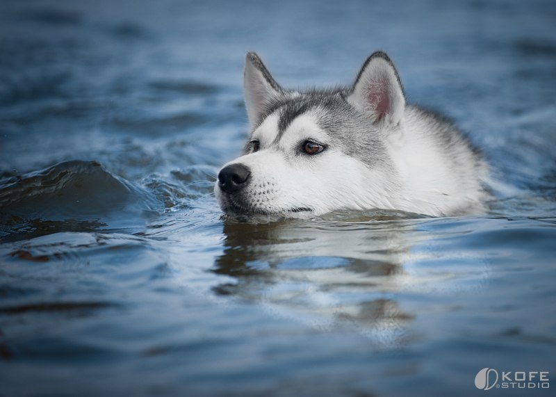 Дмитрий Цыбанов | Светловодск