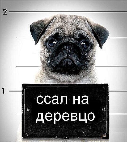 Леша Колбасер | Москва