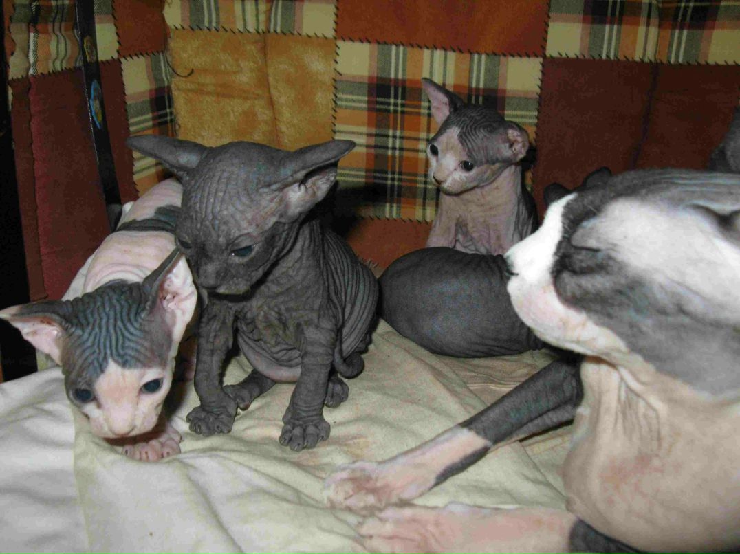 Оличка Ха-ха-ха | Киев