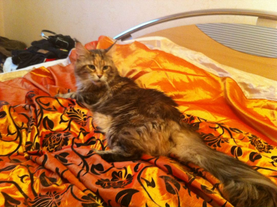 Екатерина Аккузина | Санкт-Петербург