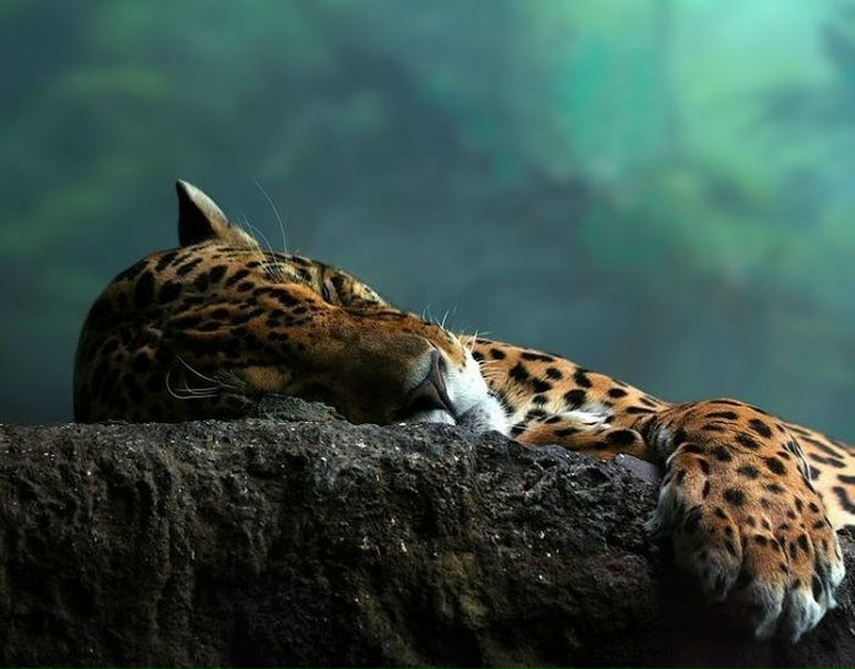 №7, Дмитрий Петренко, 41 год, Днепр (Днепропетровск) №7, Дмитрий Петренко, 41 год, Днепр (Днепропетровск)