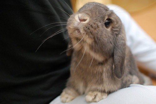 Джавад Искендеров | Донецк