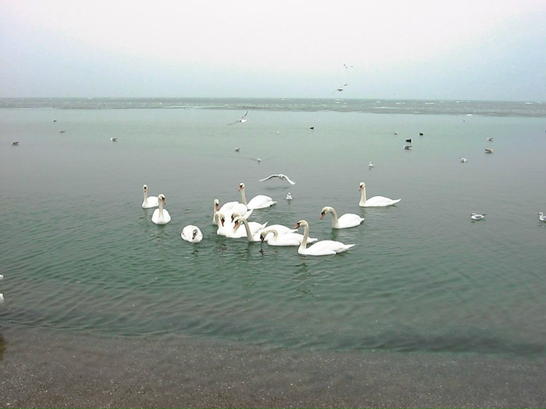 Сергей Цимбалист | Одесса