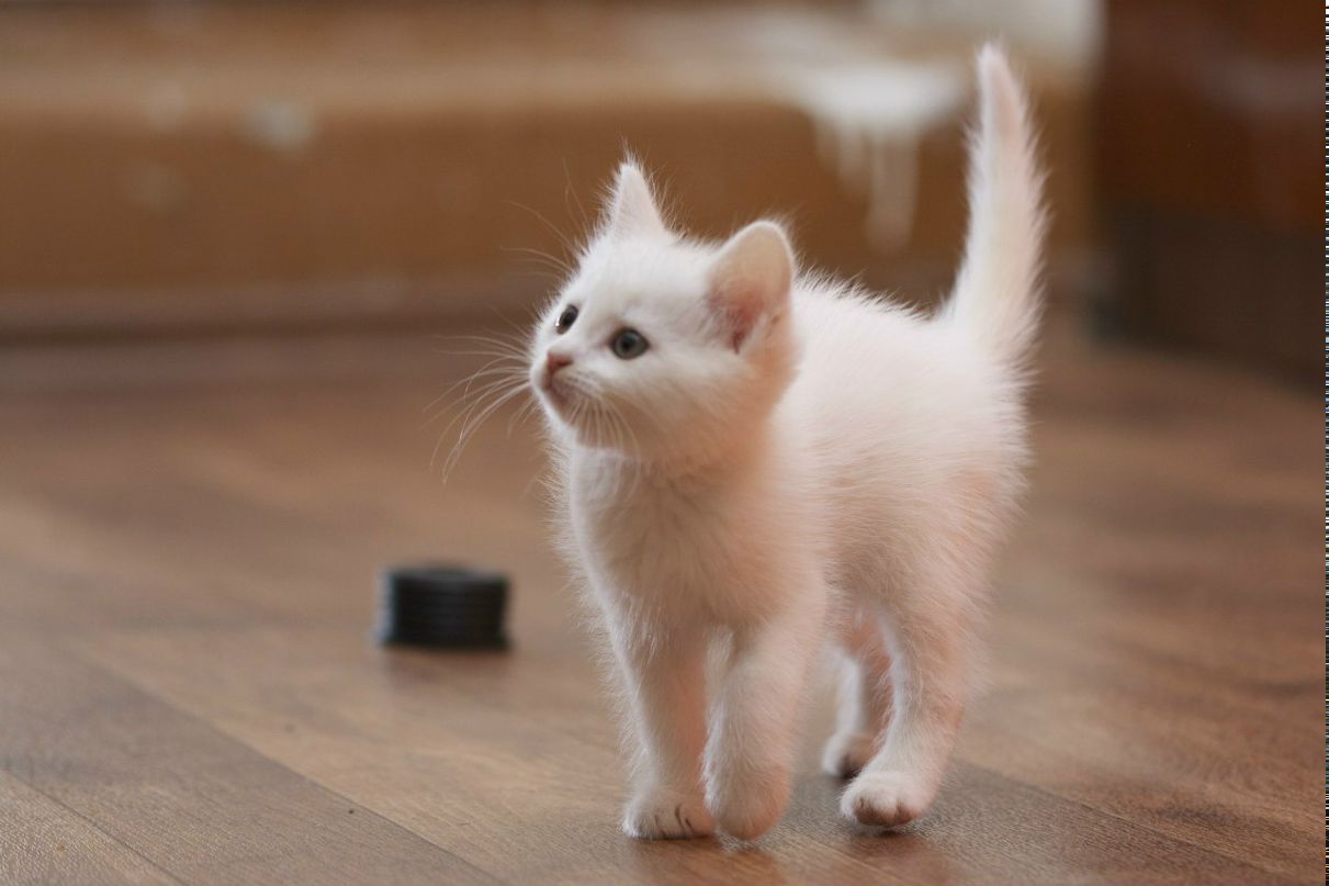 Евгения Кроль | Ступино