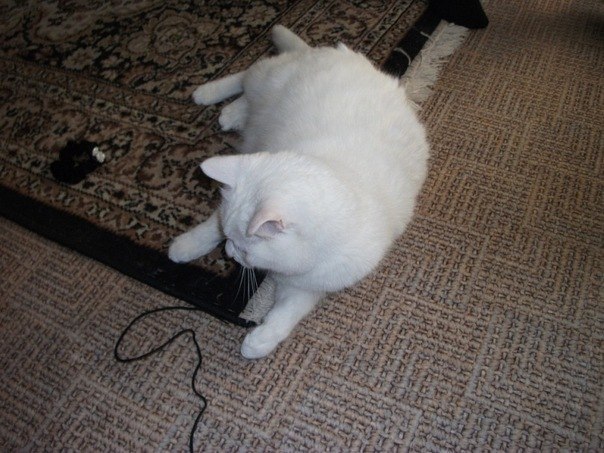 Станислав Кучатов | Омск