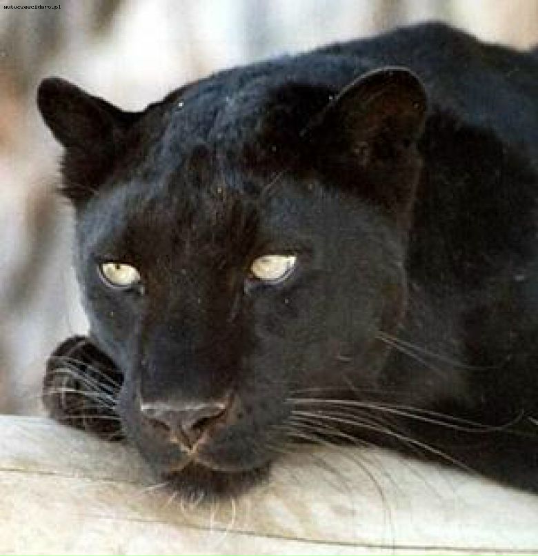 Светлана Лачина | Москва