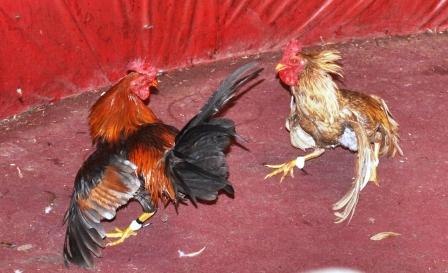 Alex Schmidt | Santo Domingo