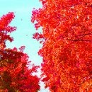 №40, Аня Кисилёва, Киев №40, Аня Кисилёва, Киев