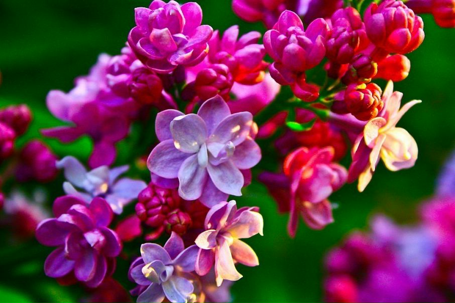 №97, Анна Миронова, Донецк №97, Анна Миронова, Донецк