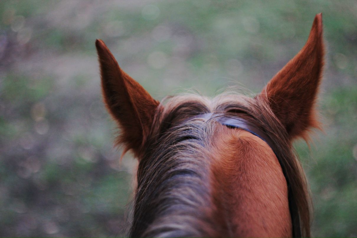 Алина Королева | 