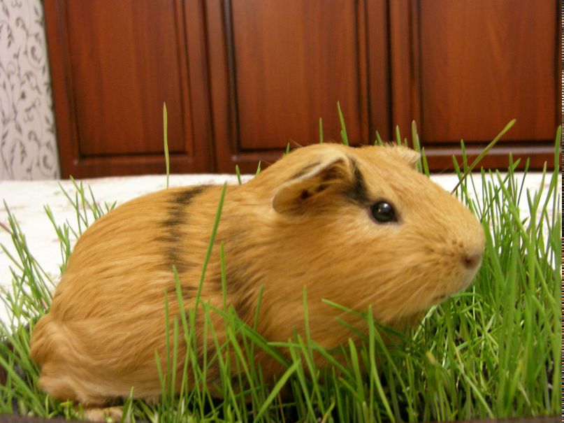 Сергей Николаев | Николаев