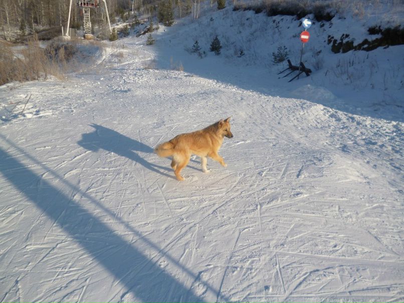 Никита Соломатин FOX | Екатеринбург