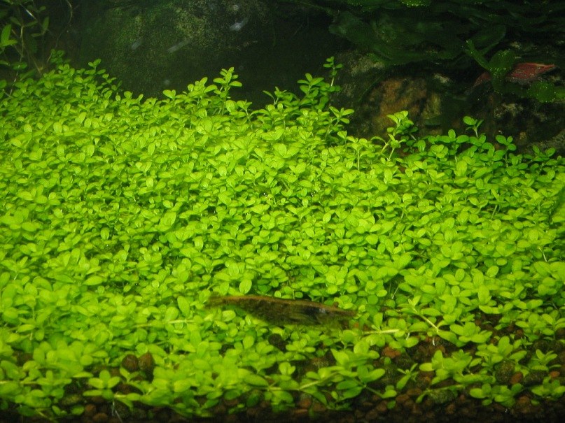 Зульфат Бабаев ℂ⋆ | Тюмень