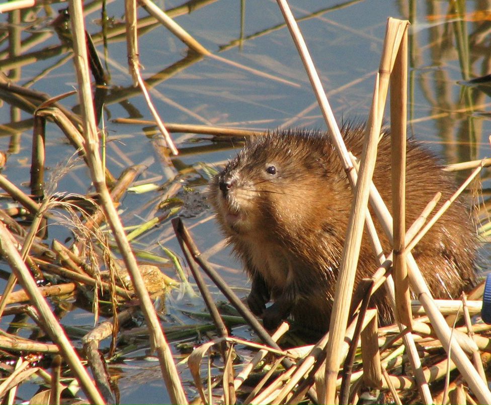 Дмитрий Дмитров | Запорожье