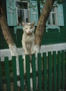 №36 Юля Галаева