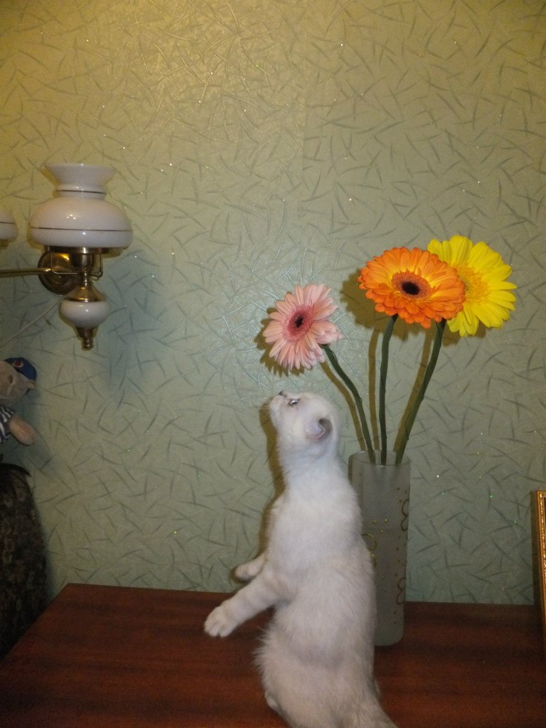 Анна Бавина | Санкт-Петербург