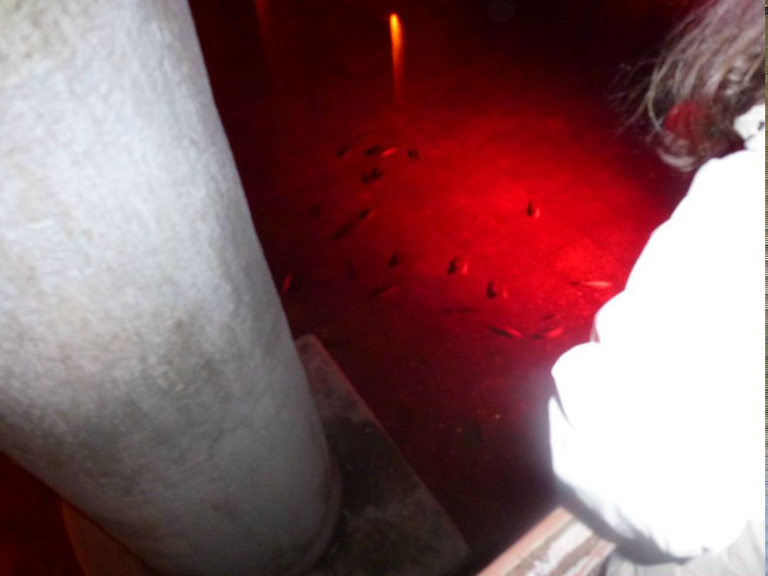 Дима Сеидов | Москва