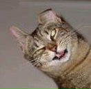 Юрий Шевченко | 