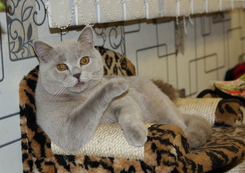 Федор Удавиченко | Тюмень