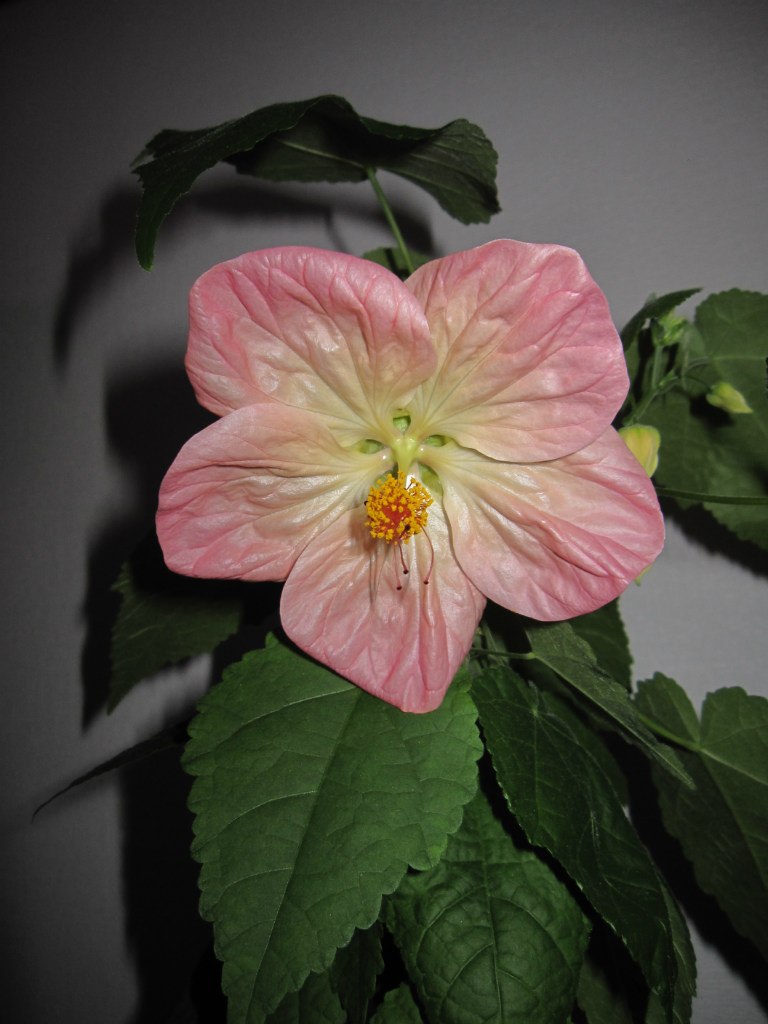 Светлана Серб | Санкт-Петербург