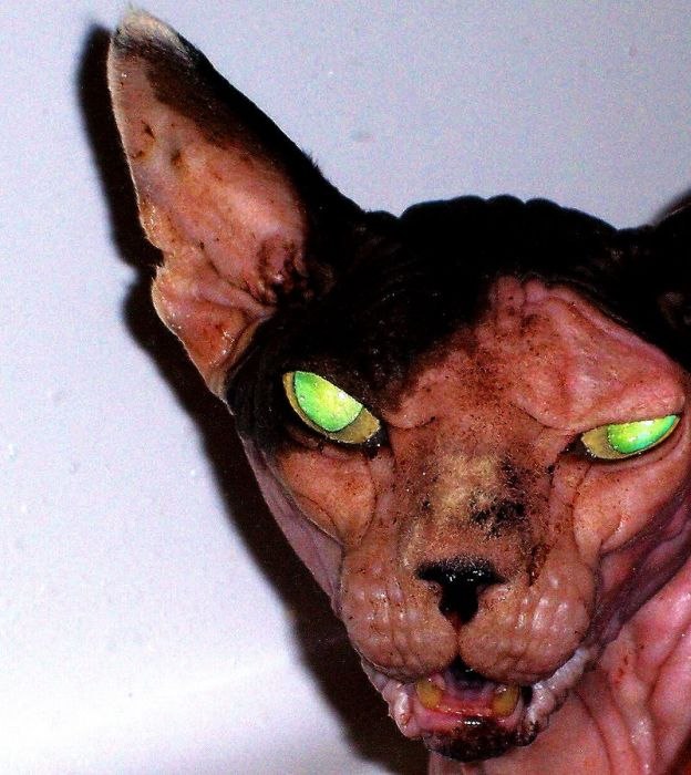 Александр Осипов | Санкт-Петербург