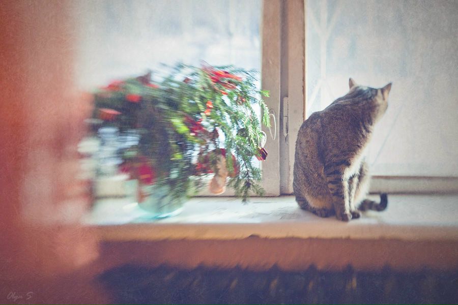 №99, Ольга Щелкунова №99, Ольга Щелкунова