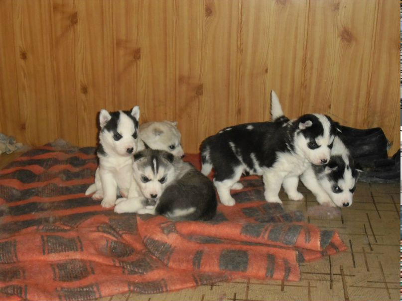 Сева Матюнин | Отрадный