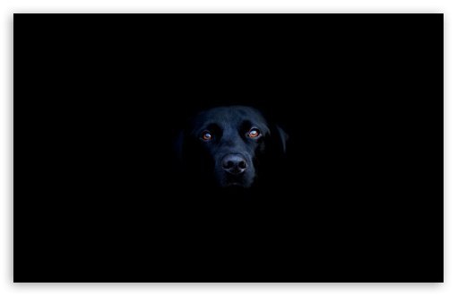 Володя Путин | Новосибирск