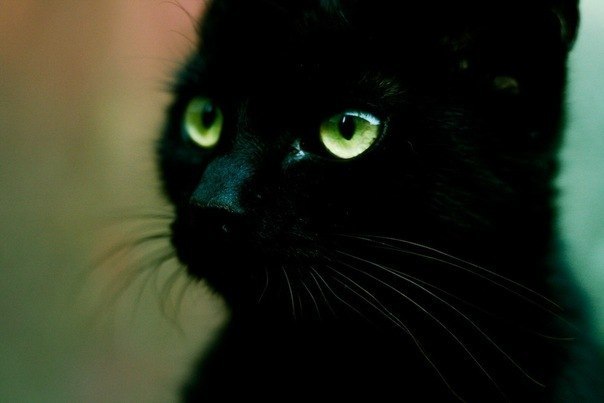 Андрей Павлов | 