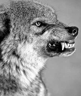 Антон Власов | 