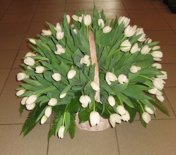 Солнышко Ясное | Одесса