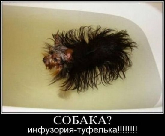 Владимир Павловский | 