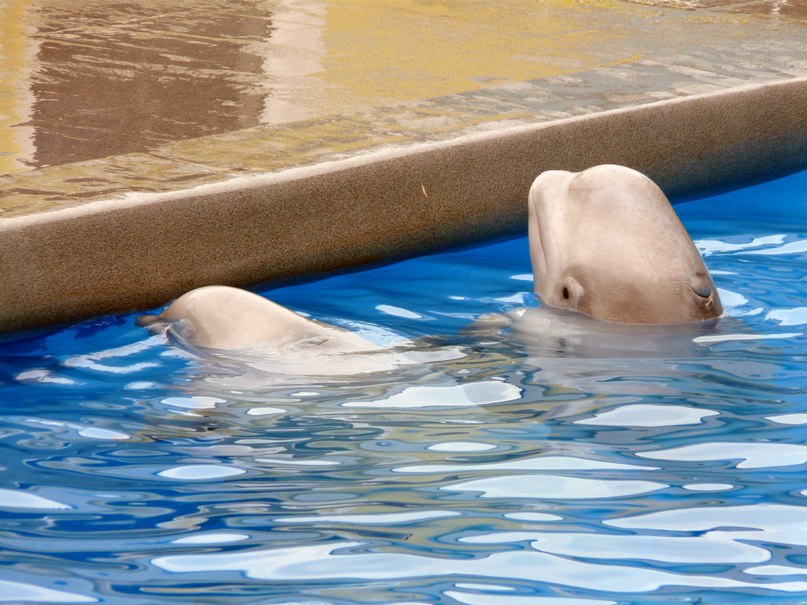 Роман Балахонкин | Отрадный