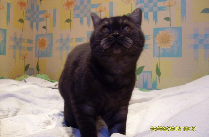 Нелли Крипак | Санкт-Петербург